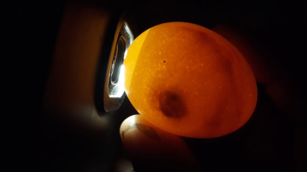 WhatsApp-Image-2025-10-28-at-19.28.18-1024x576 Ujicoba Penetasan Telur Ayam Kate