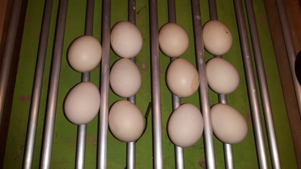 WhatsApp-Image-2025-10-28-at-19.29.10-1024x576 Ujicoba Penetasan Telur Ayam Kate