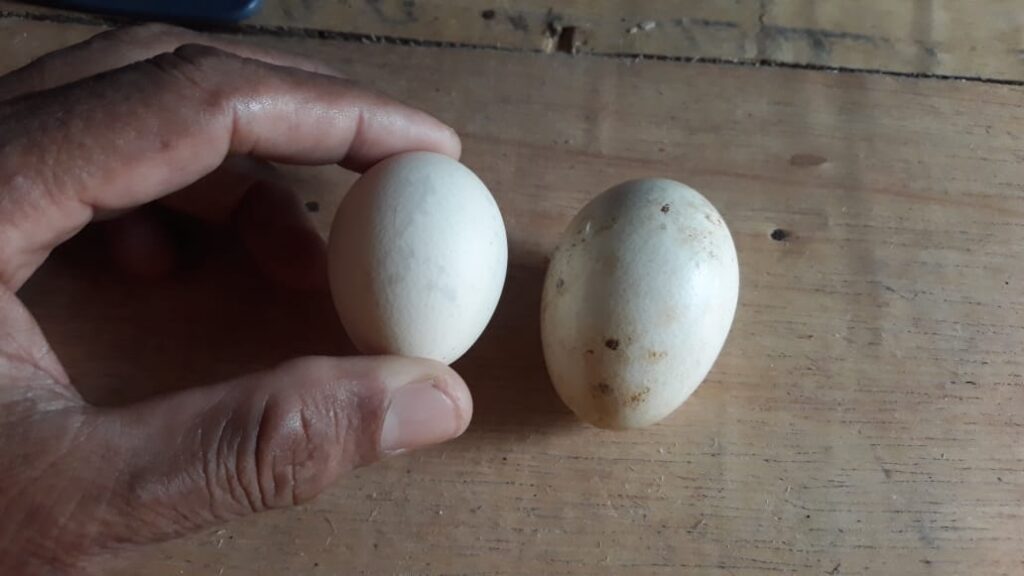 WhatsApp-Image-2025-10-30-at-11.14.03-1024x576 Ujicoba Penetasan Telur Ayam Kate