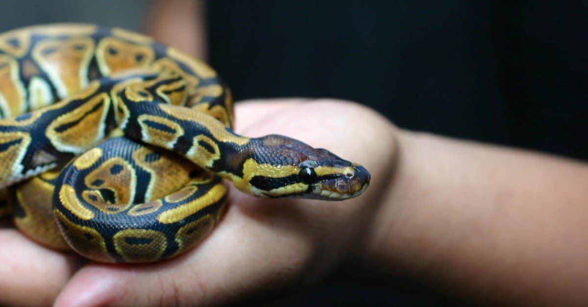Python: Bahasa pemrograman yang Cepat Berbicara