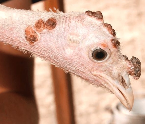 Cara Sederhana Basmi Kutil Kering pada Ayam