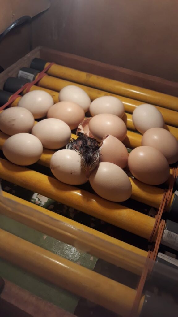 WhatsApp-Image-2025-02-02-at-18.35.57-576x1024 Mesin Penetas dari Bahan Bekas