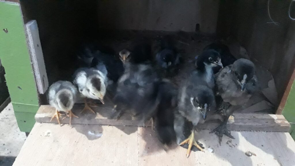 WhatsApp-Image-2025-02-03-at-05.41.13-1024x576 Mesin Penetas dari Bahan Bekas