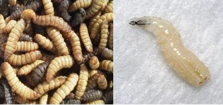 larva-lalat-hijau-36 Budidaya Lalat BSF, Saya Memulai dengan Tetaskan Telurnya